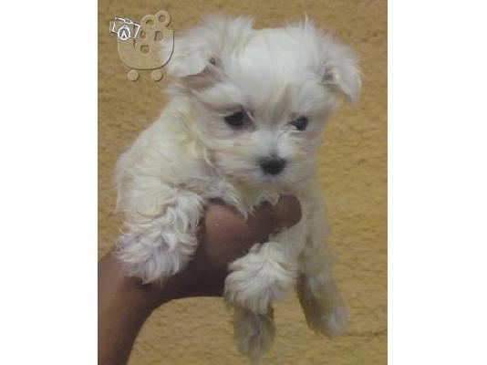 PoulaTo: Maltese toy size
